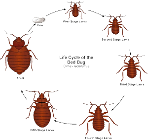 Bed Bug Life Cycle Image