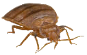 Bed Bug Image