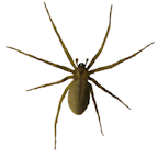 Brown Recluse 