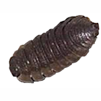 Sow-Pill Bug