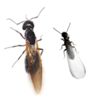 Carpenter ant and Swarmer Termite
