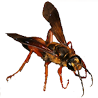 Golden Digger Wasp