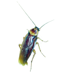 AmericanCockroach