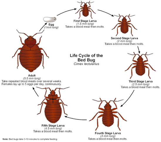 Bed Bug Life Cycle