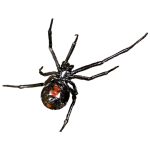 BlackWidowSpider