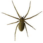 BrownRecluseSpider