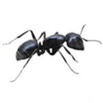 CarpenterAnt