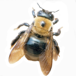 CarpenterBee