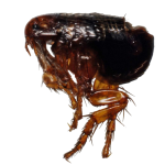 CatFlea