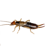 EuropeanEarwig