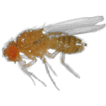 FruitFly