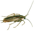 GermanCockroach