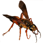 Golden Digger Wasp