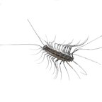 HouseCentipedeIcon