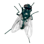 HouseFly