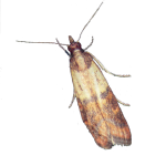 IndianMealMoth