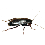 Oriental Roach