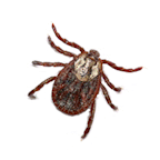 Brown Tick