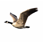 CanadianGoose