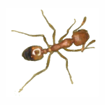 Pharaoh Ant