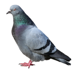 Pigeon